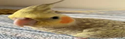 Parakeets birds for sale: Cockatiel & Kakariki Hand Reared! - Advert 4