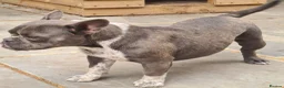 American Bully dogs for sale: Socks & Dolly looking for forever homes - Advert 4