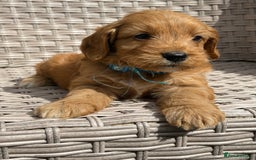 Cockapoo dogs for sale: 😍😍 F1 cockapoo puppies 😍😍 - Image 4