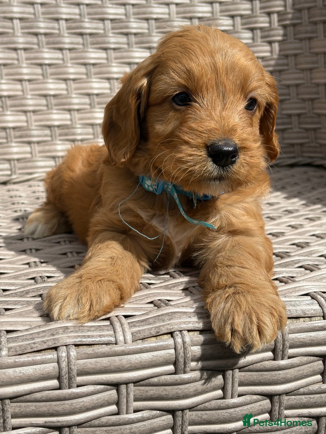 Cockapoo dogs for sale: 😍😍 F1 cockapoo puppies 😍😍 - Image 4