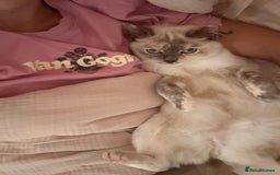 British Shorthair cats for sale: Beautiful British Shorthair x Ragdoll - Image 2