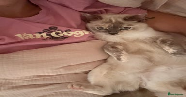 British Shorthair cats - Advert 16