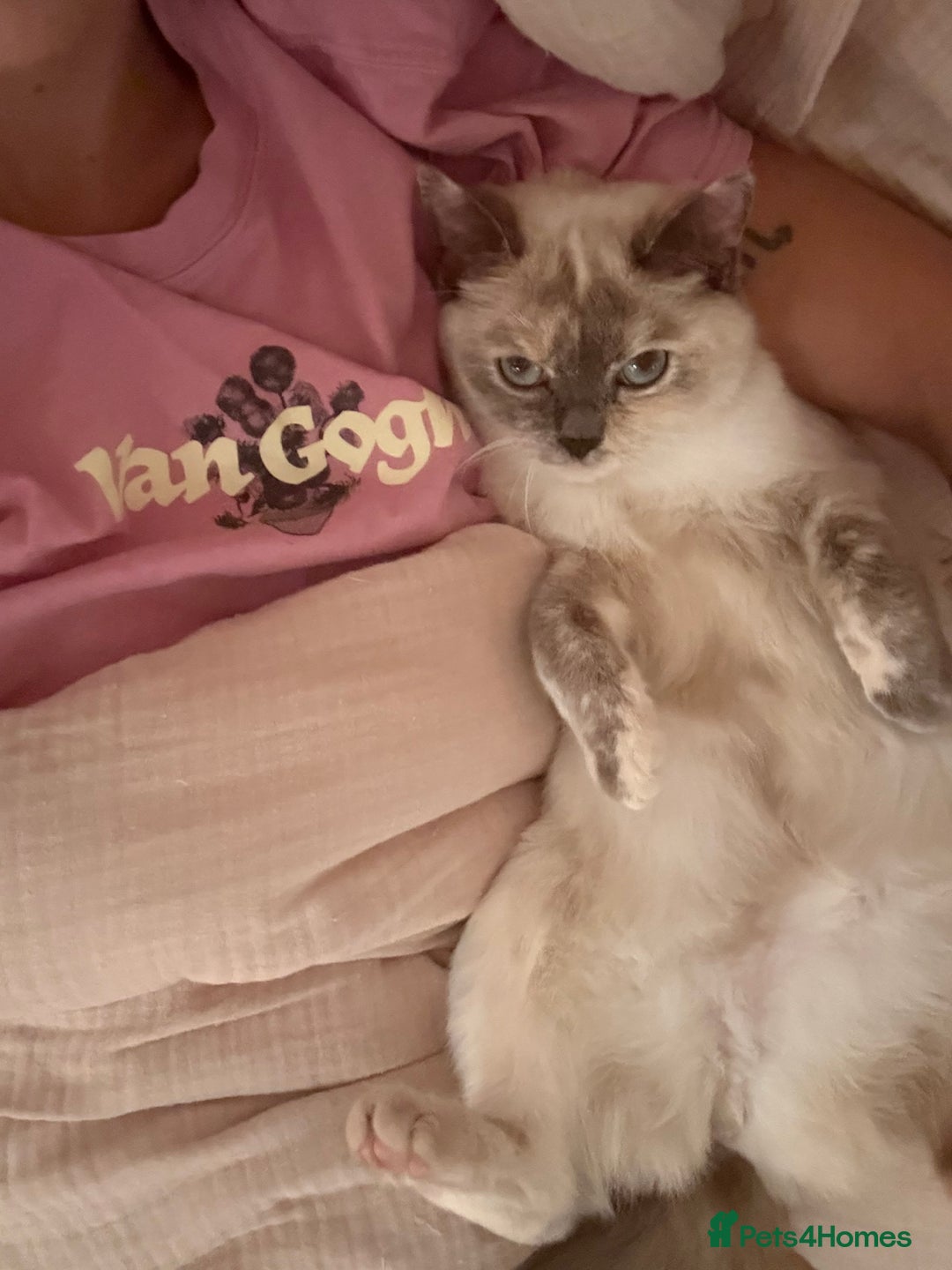 British Shorthair cats for sale: Beautiful British Shorthair x Ragdoll - Image 2