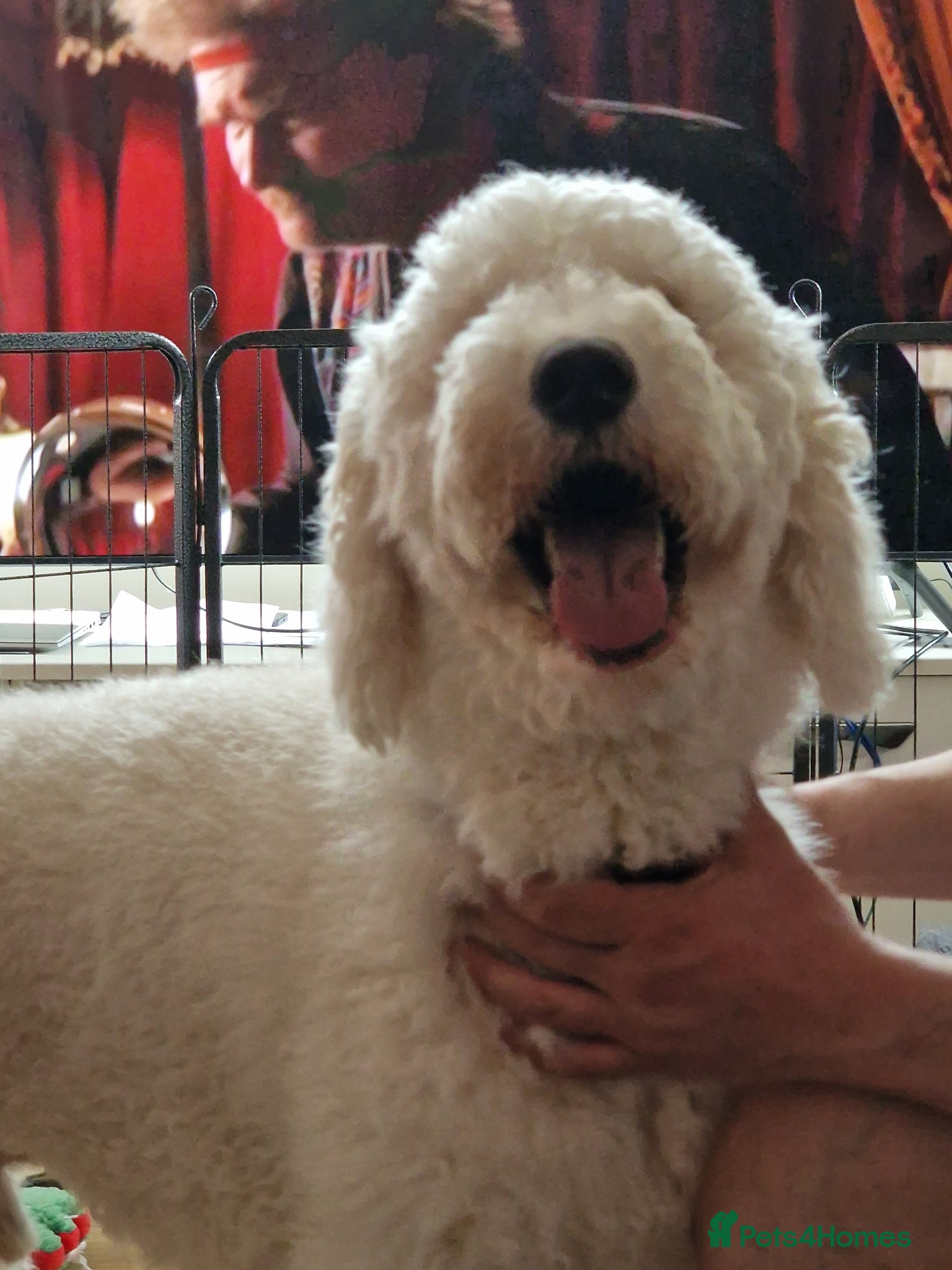 Standard Poodle dogs for stud: Standard White Poodle as stag - Advert 11