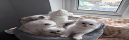 Ragdoll cats for sale: TICA Registered Ragdoll Kittens - Advert 1