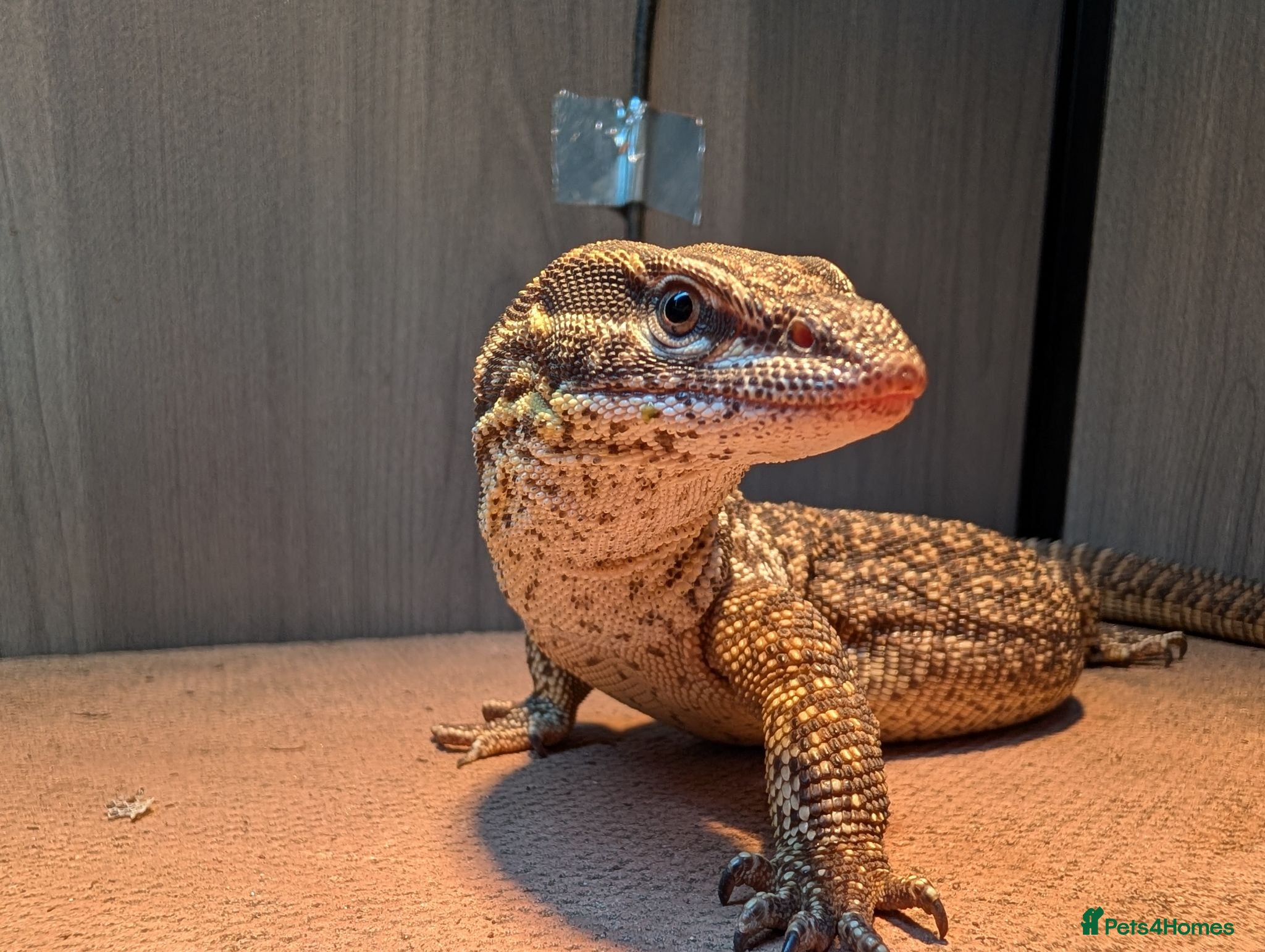 Monitor reptiles Ackie Monitor - Advert 1