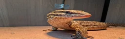 Monitor reptiles for sale: Ackie Monitor - Advert 1