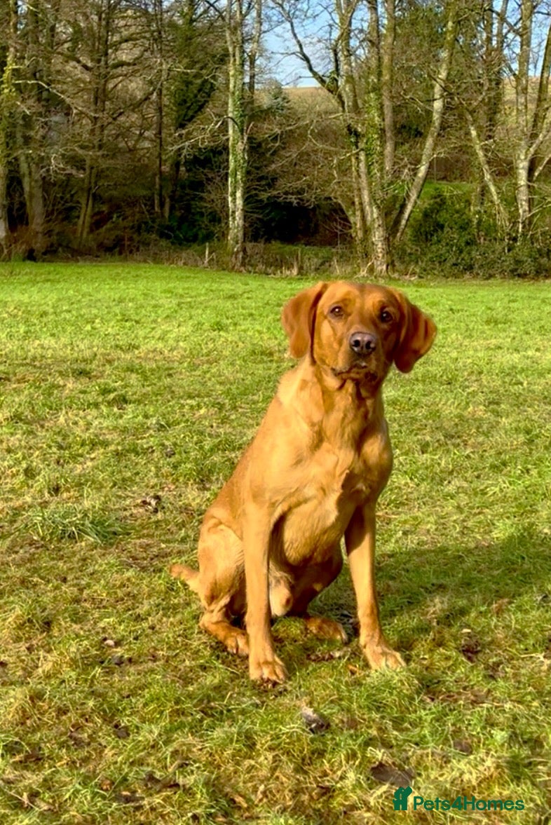 Labrador Retriever dogs *FOR SALE* FOX RED DOG FULLY HEALTH TESTED  - Advert 1