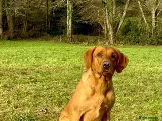 Labrador Retriever dogs *FOR SALE* FOX RED DOG FULLY HEALTH TESTED - Advert 1