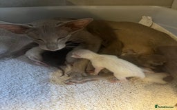 Oriental cats for sale: Oriental and Siamese kittens GCCF reg - Image 6
