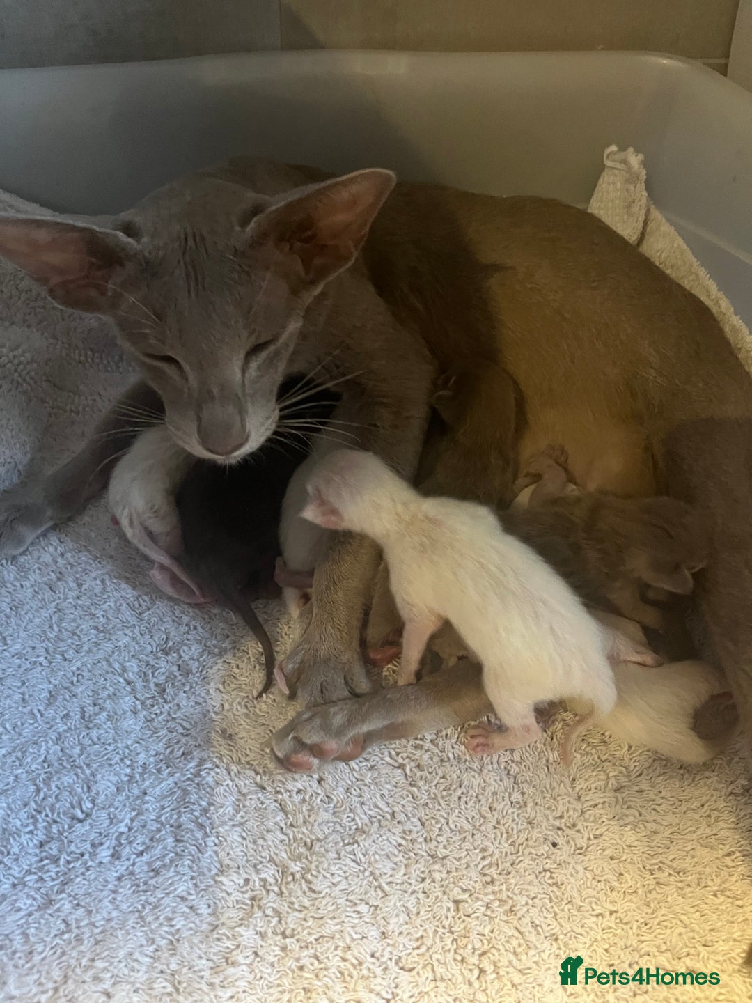 Oriental cats for sale: Oriental and Siamese kittens GCCF reg - Image 6