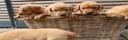 Labrador Retriever dogs for sale: Beautiful KC Registered Labrador Puppies - Advert 5