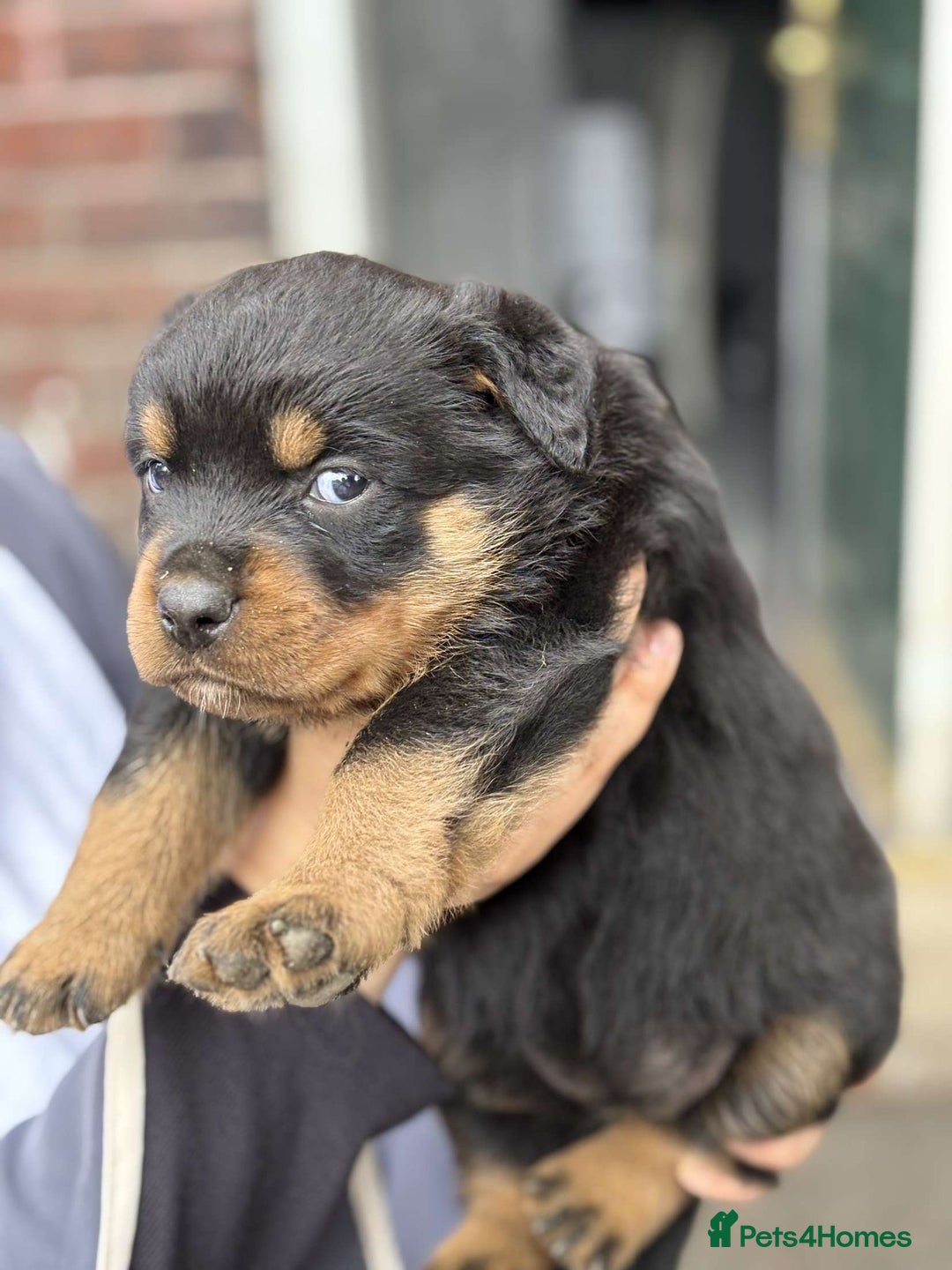 Rottweiler dogs for sale: 5 chunky pure pedigree Rottweiler pups - Image 12