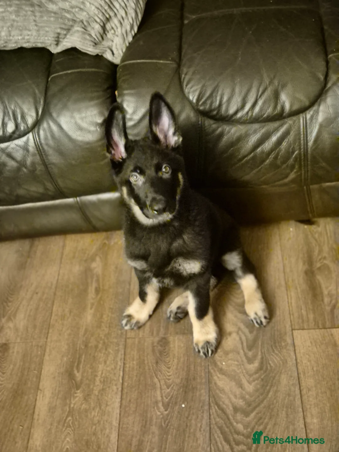 Mixed Breed dogs for sale: Jimmy in Teddington - Advert 1