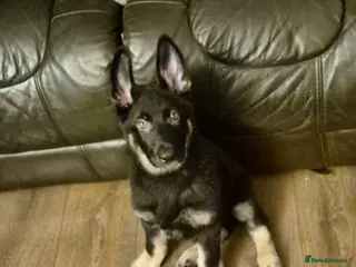 Mixed Breed dogs Jimmy in Teddington - Advert 6