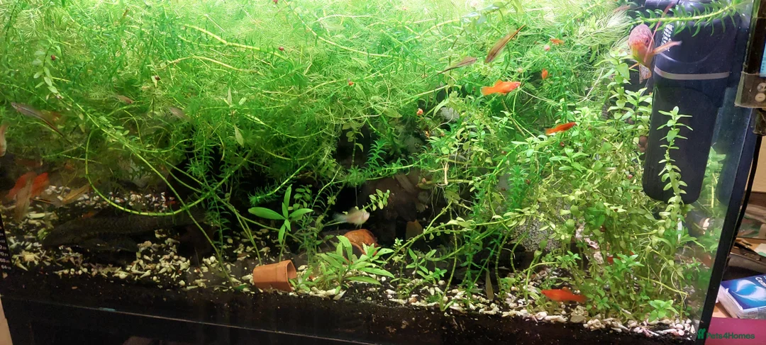 Other/Mixed Breed fish for sale: 10-year established jungle tank due t  in Hove - Advert 14