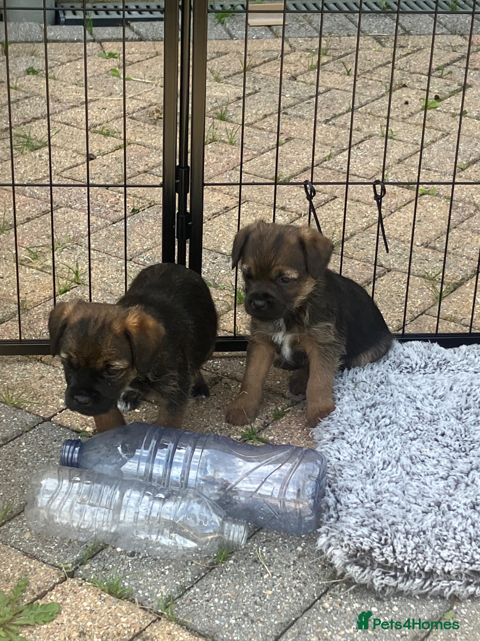 Border Terrier dogs Border Terrier Pups - Advert 3