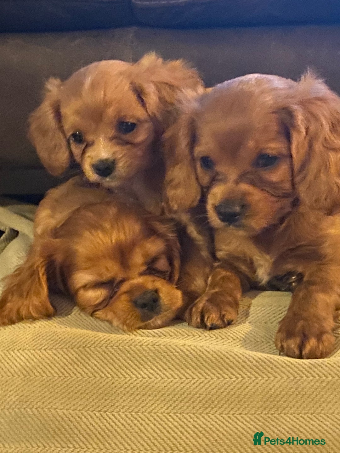 Cavapoo dogs for sale: Beautiful deep red cavapoo boy - Advert 3