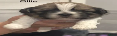 Shih Tzu 1 Ollie 