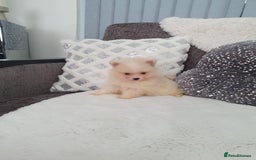 Pomeranian dogs for sale: Pomeranian stunning puppies  - Image 9