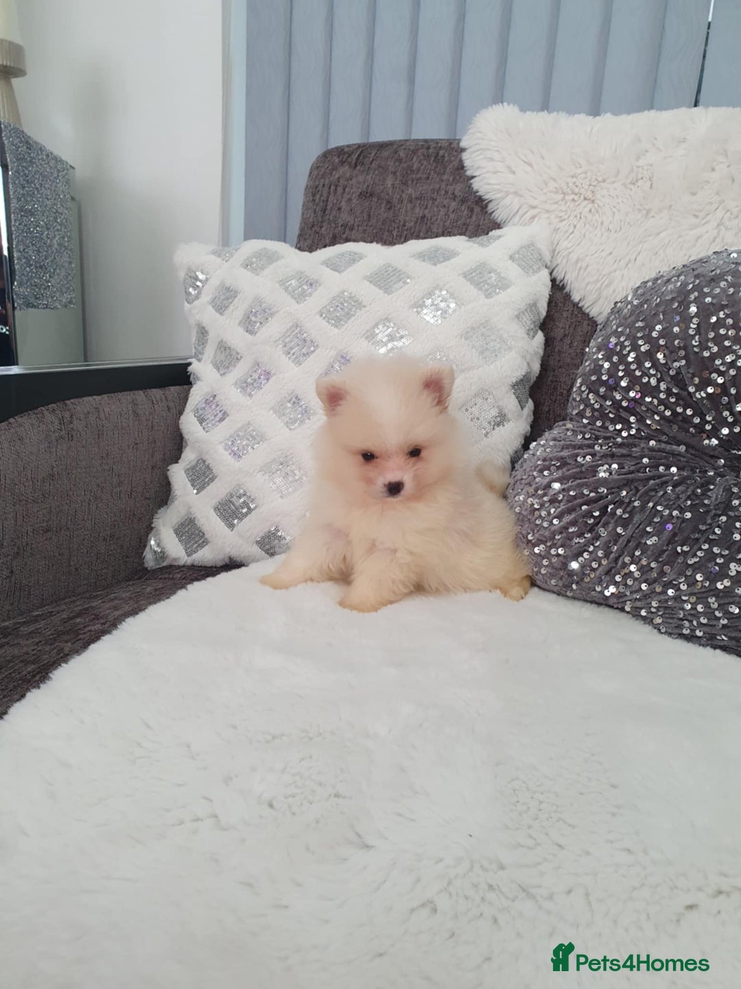 Pomeranian dogs for sale: Pomeranian stunning puppies  - Image 9