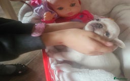 Chihuahua dogs for sale: Teeny Chihuahua Pup   - Image 2