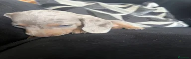 Miniature Dachshund 2
