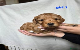 Cockapoo dogs for sale: F2 Cockapoo puppies  - Image 5