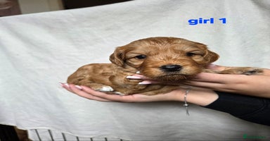Cockapoo dogs - Advert 7