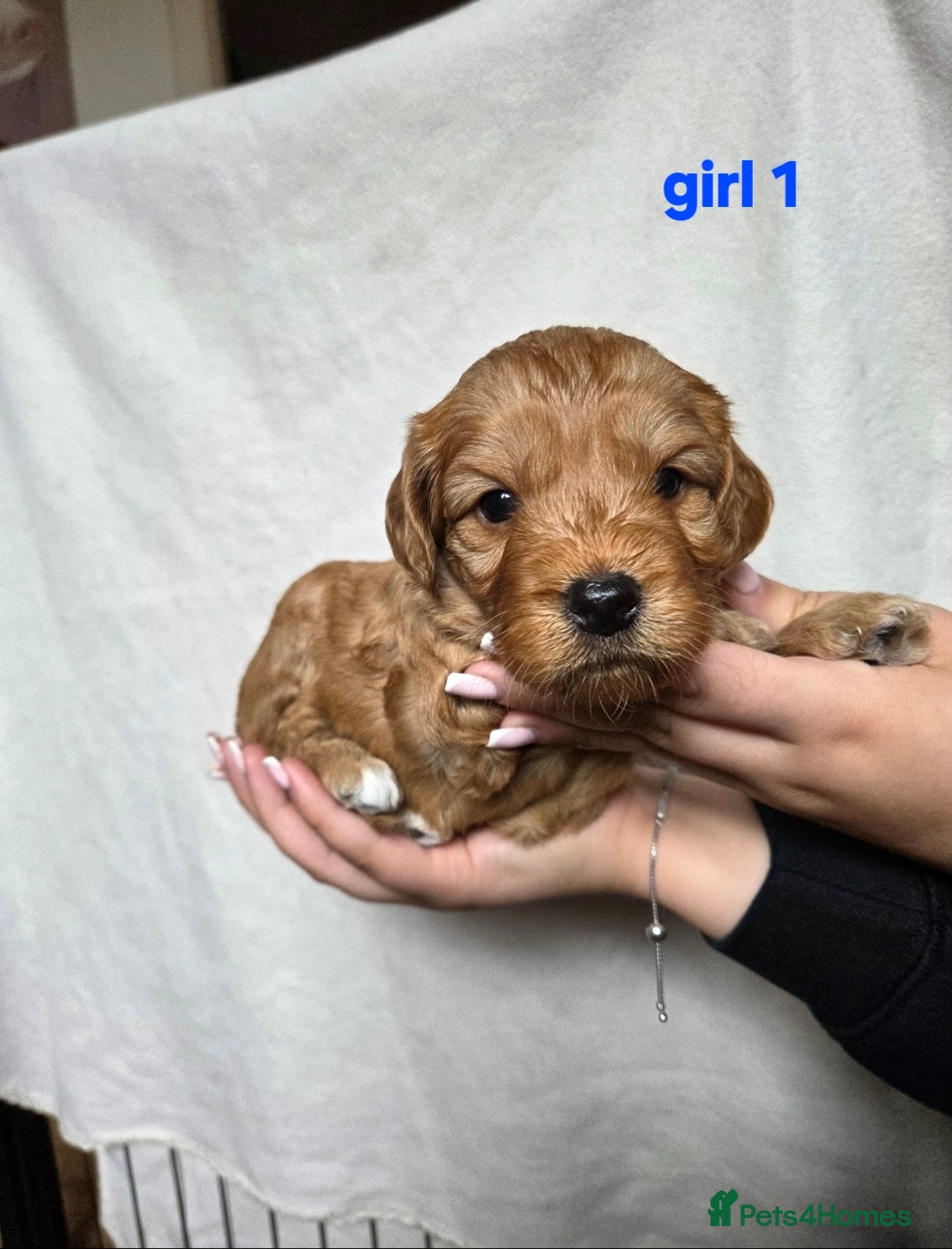 Cockapoo dogs for sale: F2 Cockapoo puppies  - Image 5