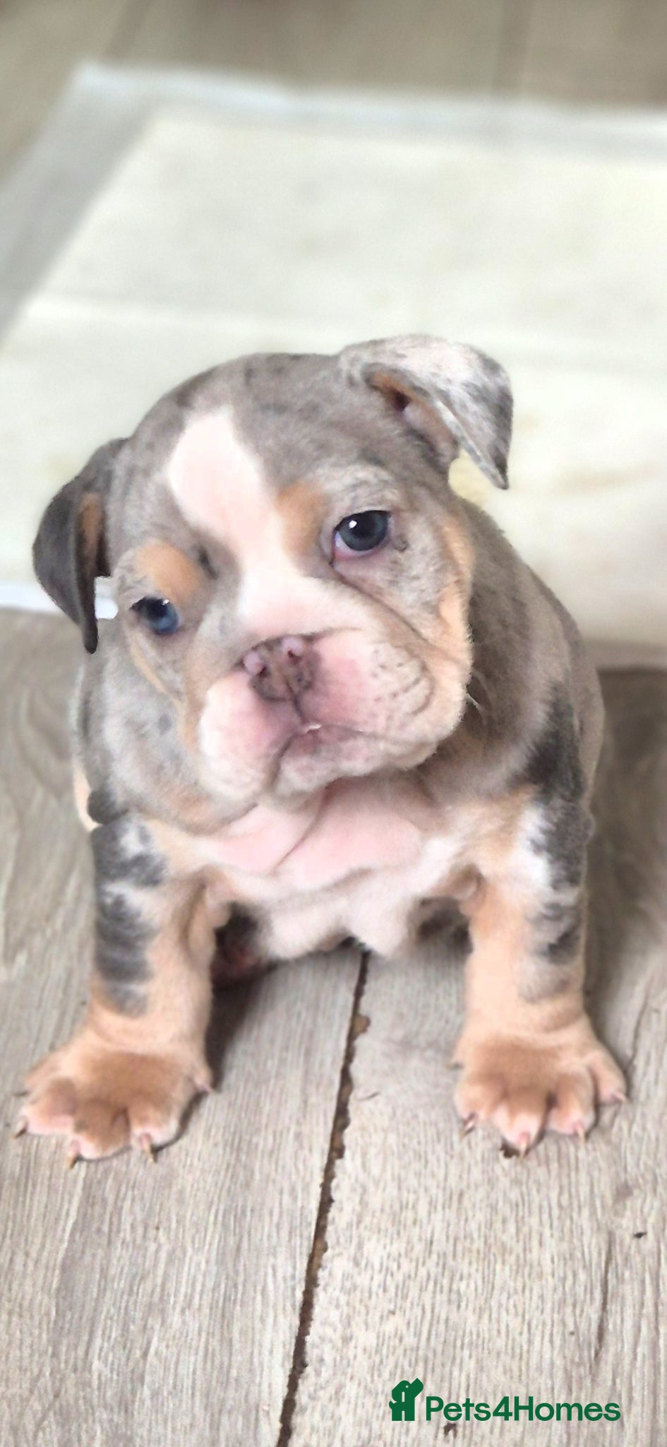 English Bulldog dogs Stunning Lilac Bulldogs - Advert 1