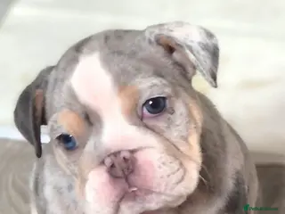English Bulldog dogs Stunning Lilac Bulldogs - Advert 1