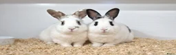 Lionhead rabbits for sale: Bonded Brother and Sister - Advert 2