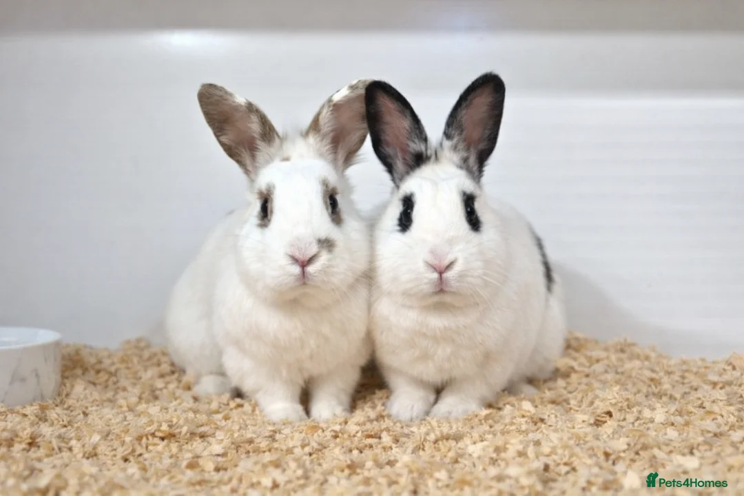 Lionhead rabbits for sale: Bonded Brother and Sister - Advert 2