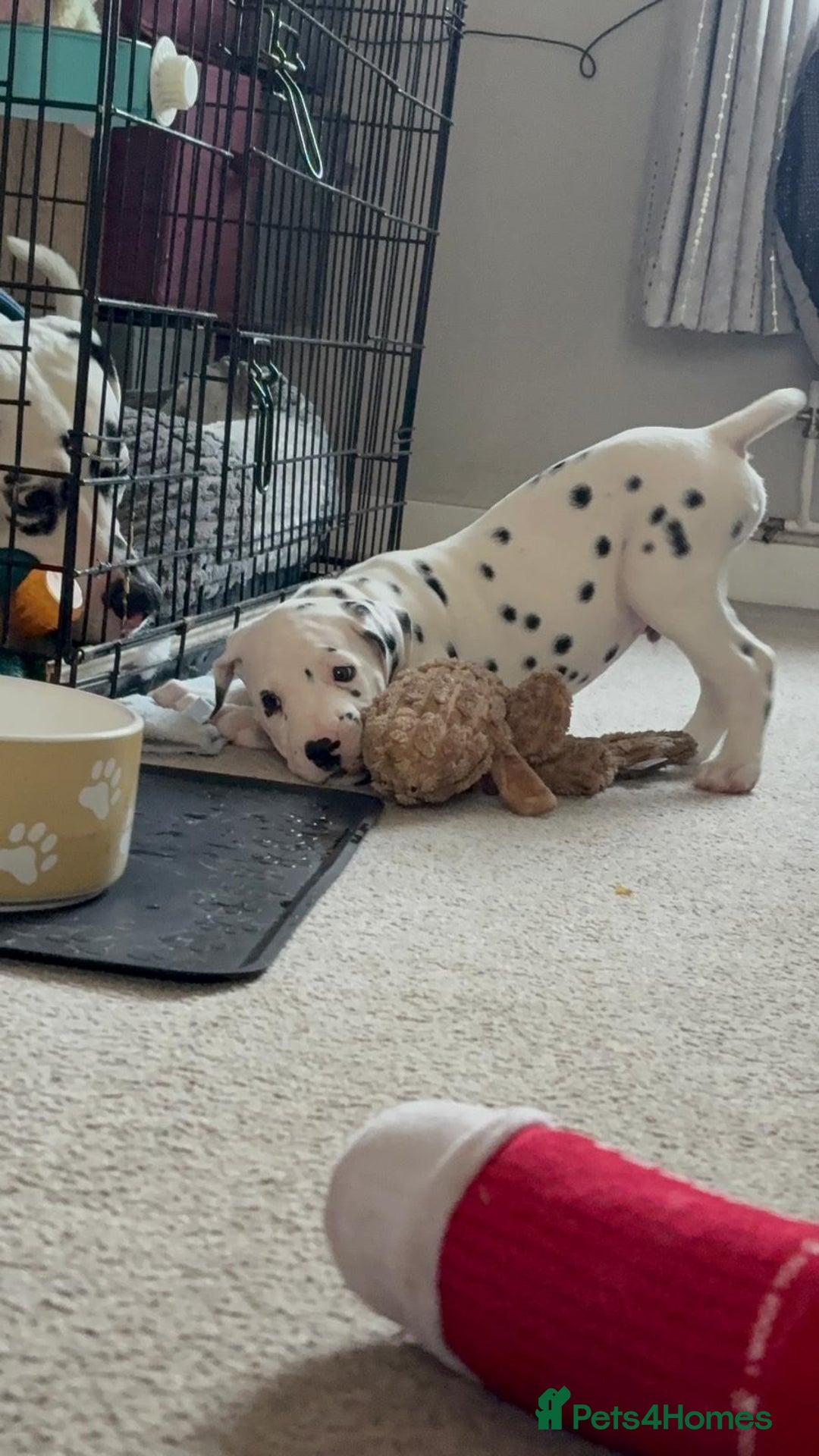 Dalmatian dogs for sale: Dalmatian puppies KC registered last 1 remaining - Advert 25