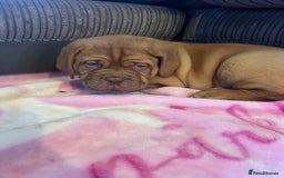 Dogue De Bordeaux dogs for sale: Beautiful KC Dogue De Bordeaux Puppies - Advert 24