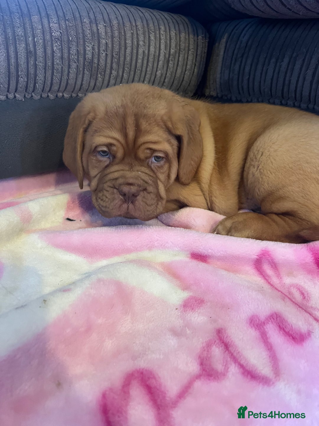 Dogue De Bordeaux dogs for sale: Beautiful KC Dogue De Bordeaux Puppies - Advert 24