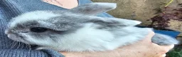 Mini Lop rabbits for sale: Male mini lop last one ready for new home  - Advert 3