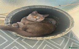 British Shorthair cats for sale: Gorgeous British Blue Male - Image 3
