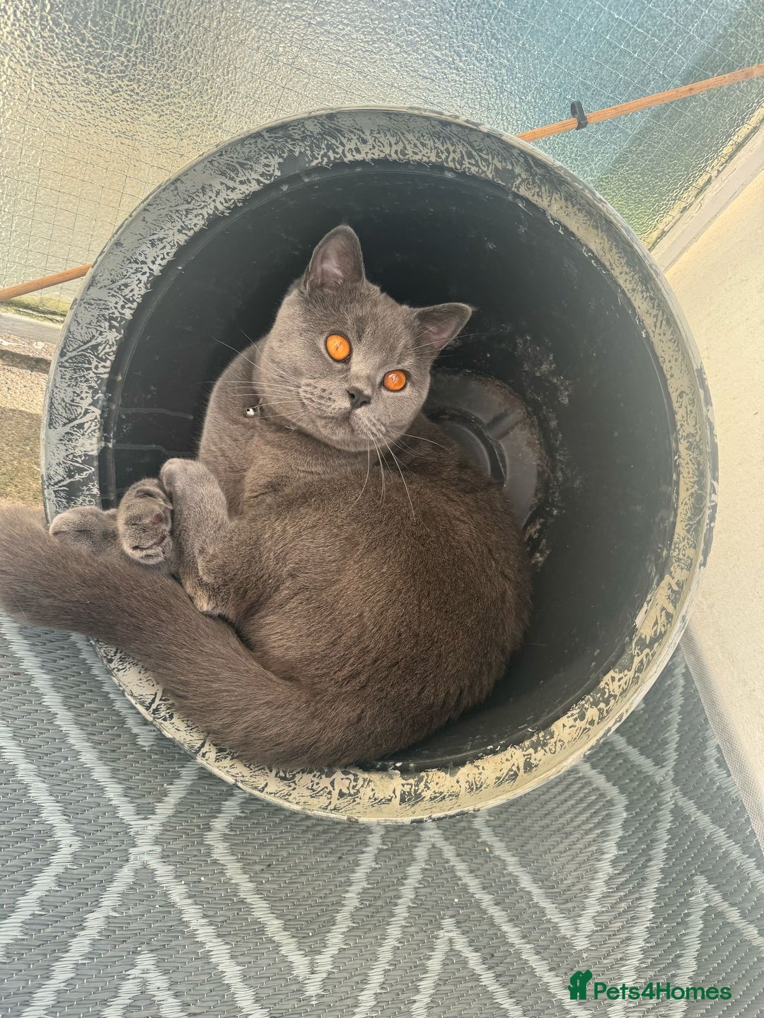 British Shorthair cats for sale: Gorgeous British Blue Male - Image 3
