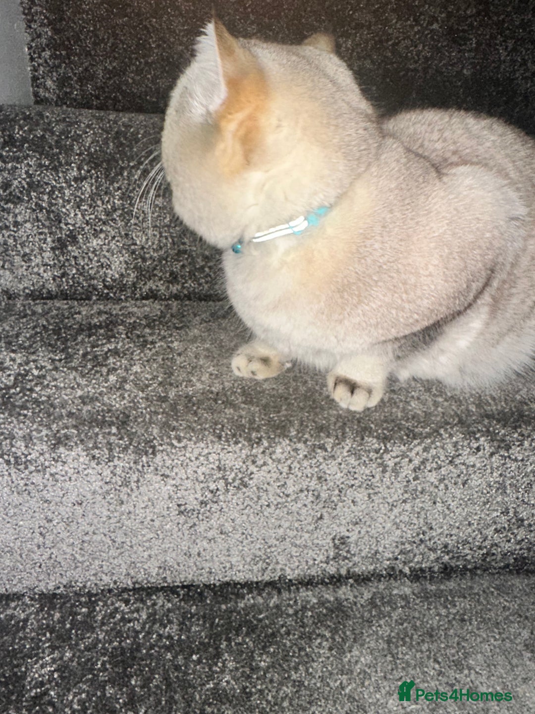 British Shorthair cats for stud: Teddy  - Advert 5