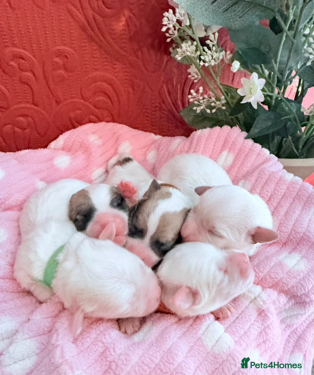 Coton De Tulear dogs for sale: KC reg Coton de Tulear parents DNA health tested  - Advert 12