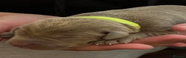 Labrador Retriever 4