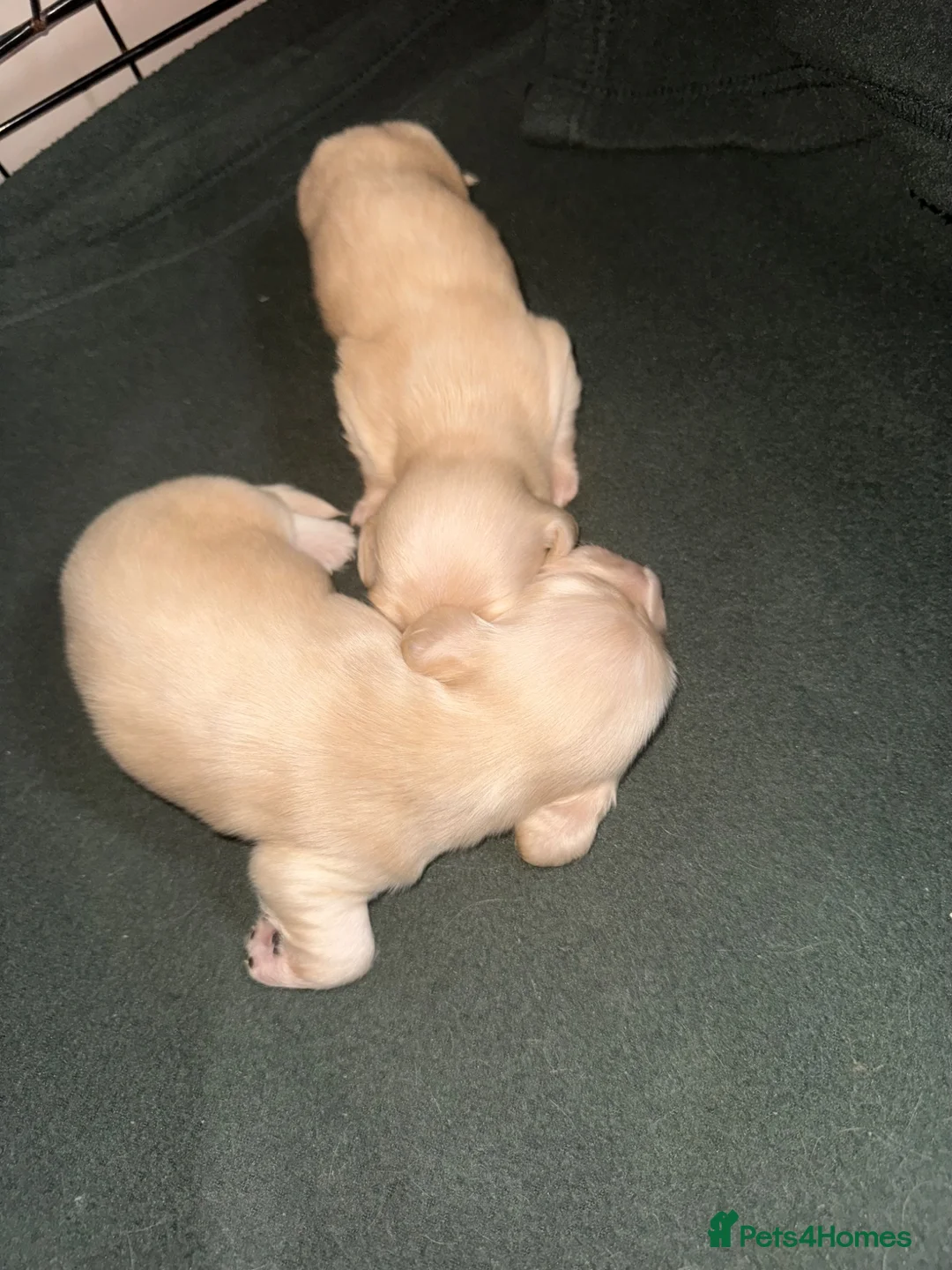 Miniature Dachshund dogs for sale: eeii Bright cream KC! Longhair miniature dachshund - Advert 22
