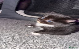 Mixed Breed cats for sale: 3 beautiful kittens available  - Image 14