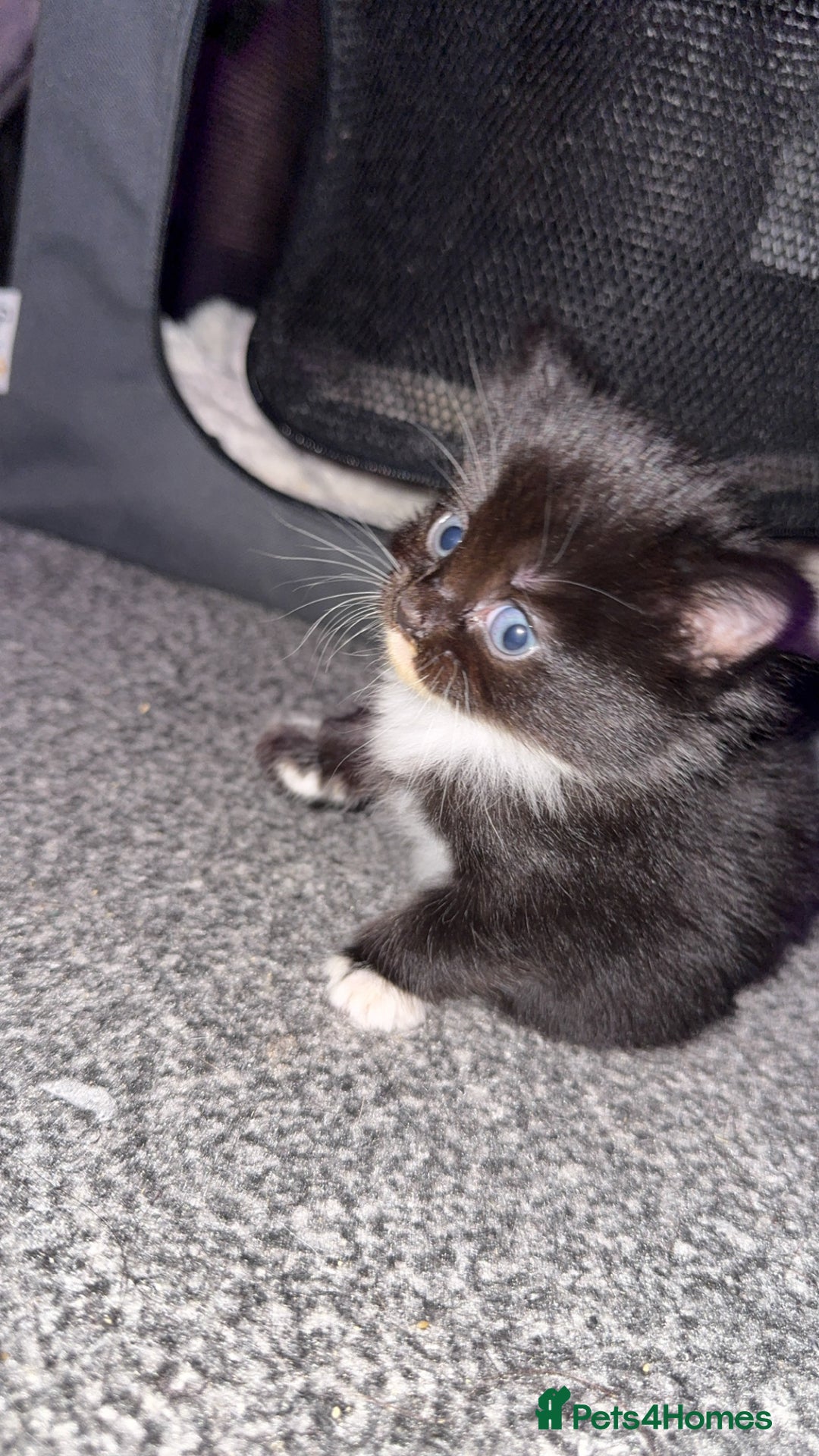 Mixed Breed cats for sale: 3 beautiful kittens available  - Image 14