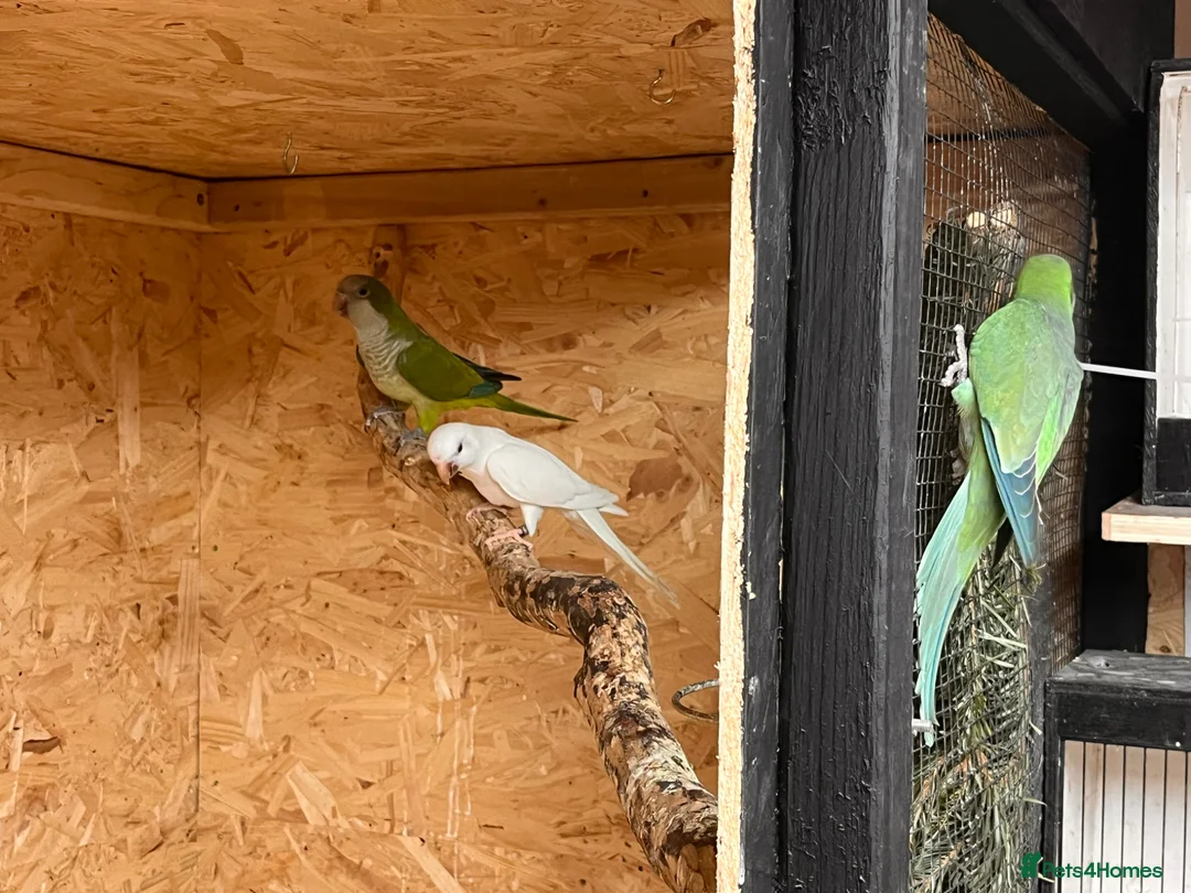 Parrots birds for sale: Quaker Parrots  in Inverurie - Advert 2