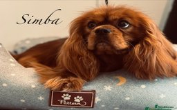Cavalier King Charles Spaniel dogs for sale: KC puppies Cavalier King charles spaniel🥰🐶🐶🐶 - Advert 5