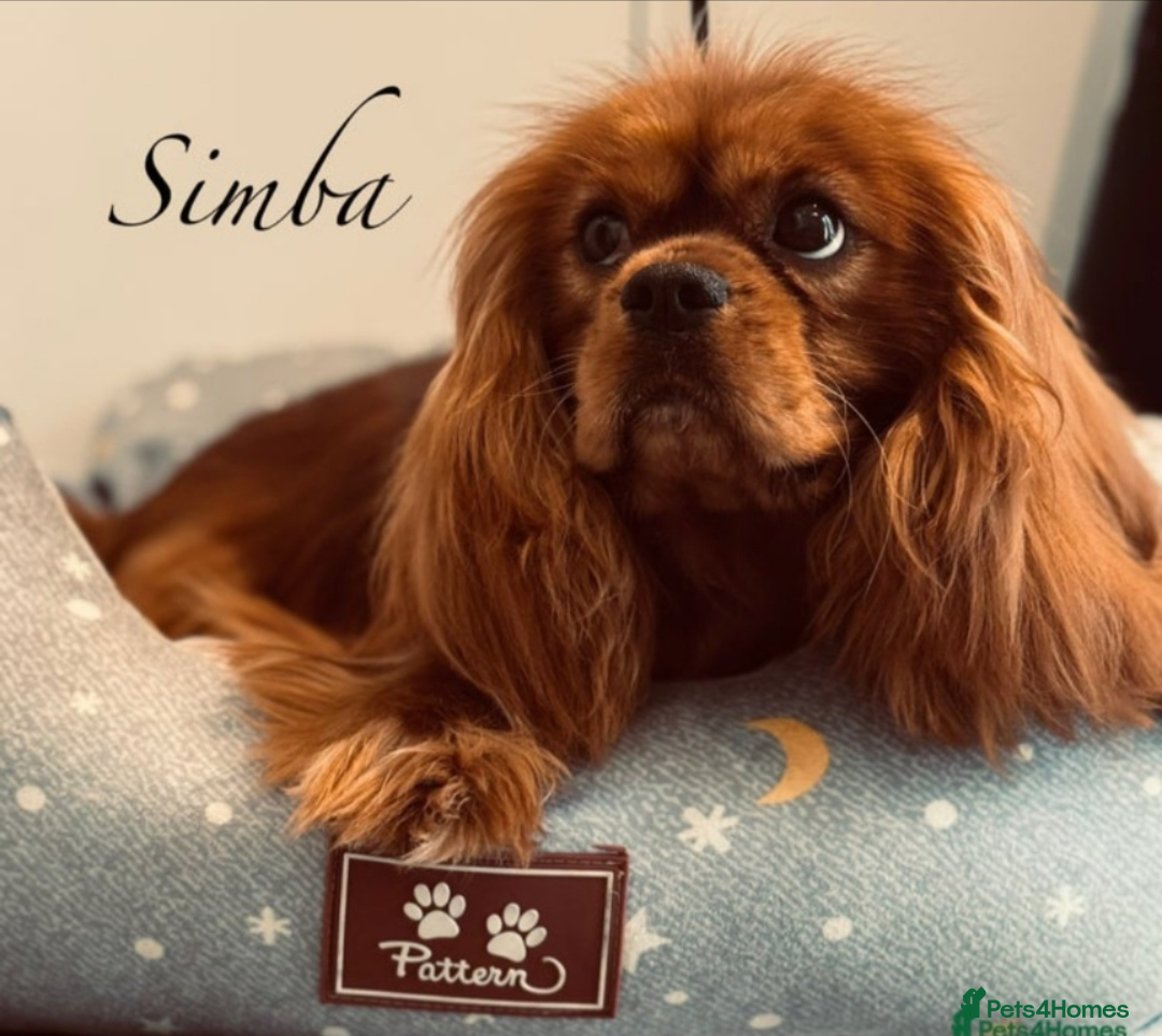 Cavalier King Charles Spaniel dogs for sale: KC puppies Cavalier King charles spaniel🥰🐶🐶🐶 - Advert 5