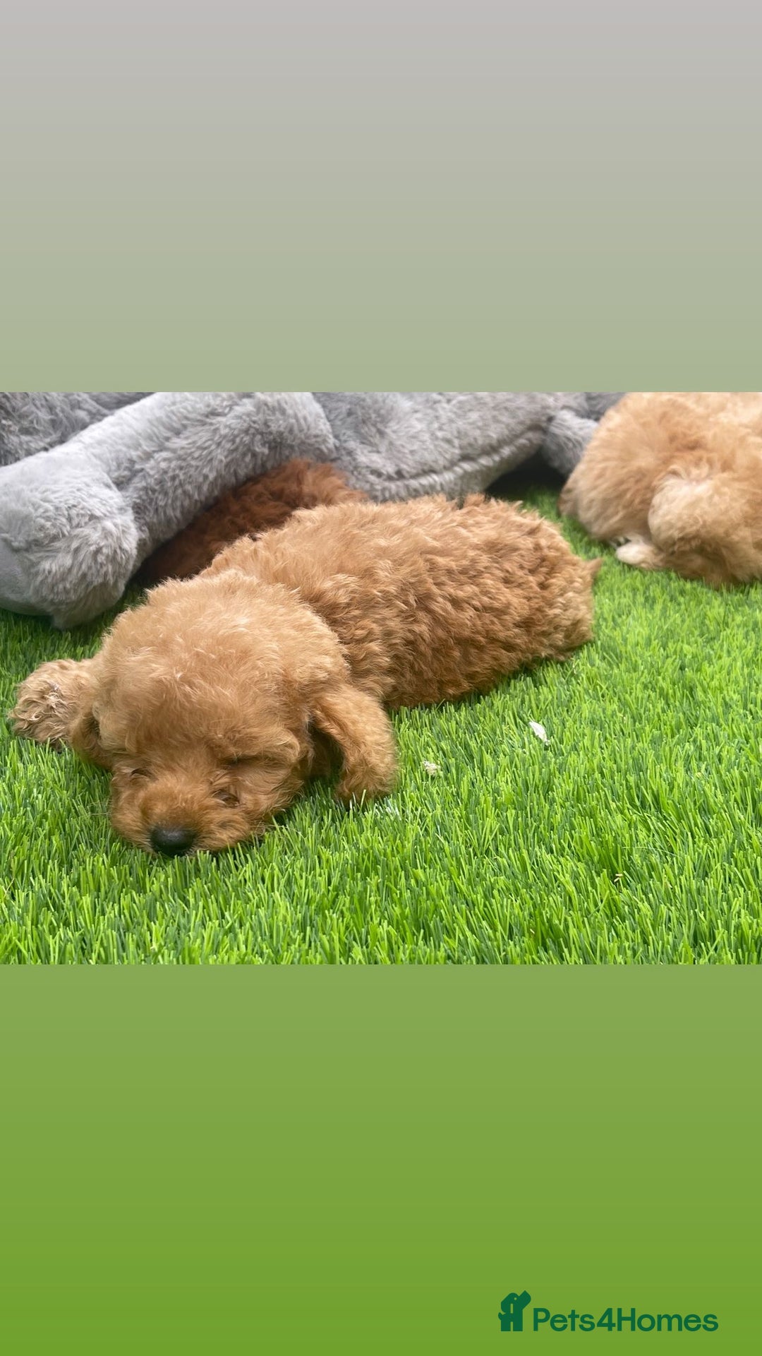 Cockapoo dogs for sale: Cockerpoo Puppies - Image 7